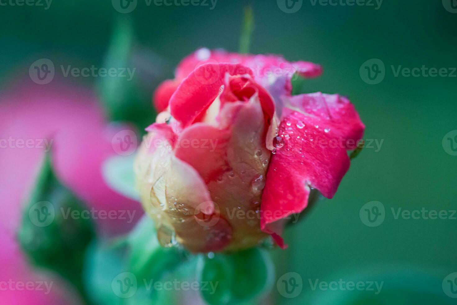 bunch of pink garden roses. Beautiful pink rose with dark fringing of petals wet after rain. photo