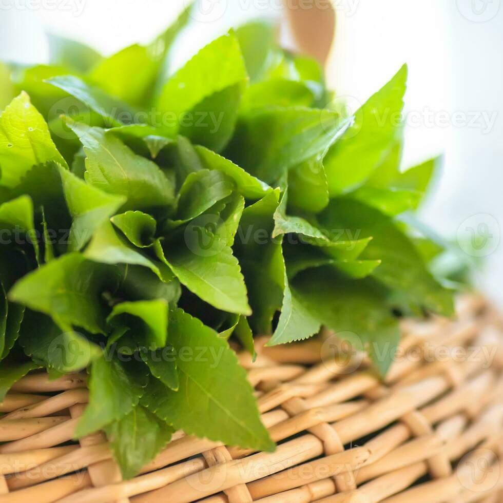 spring in the wild Mercurialis perennis, dog's mercury poisonous collected by an herbalist to prepare an emetic, ophthalmic and purgative elixir. used externally to treat menstrual pain, ear, and eye problems, warts, and sores photo