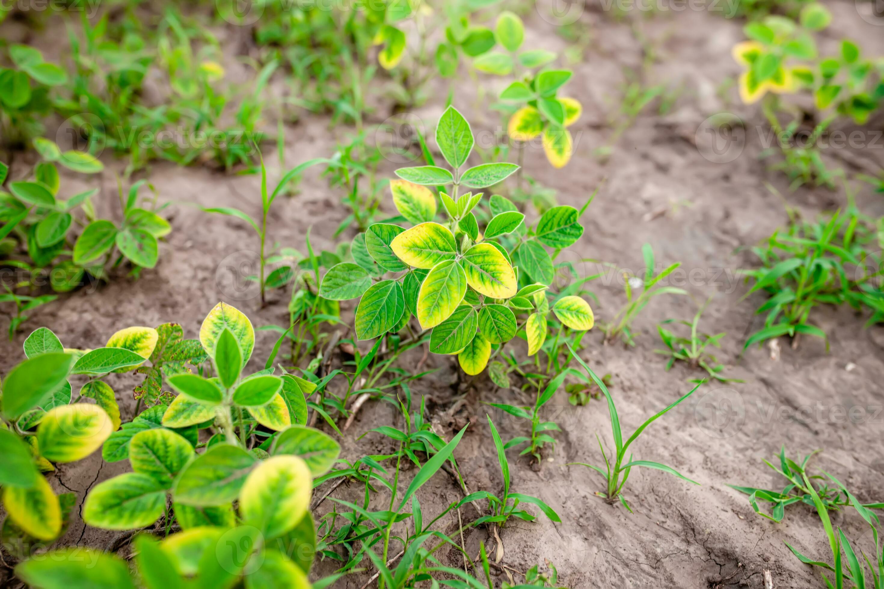 Yellowing young soybean sprouts in a farm field in the spring. 33172790 Stock Photo at Vecteezy