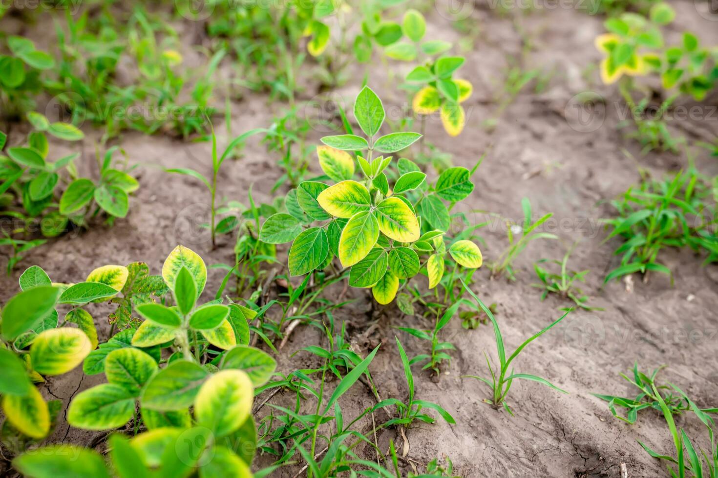 Yellowing young soybean sprouts in a farm field in the spring. photo