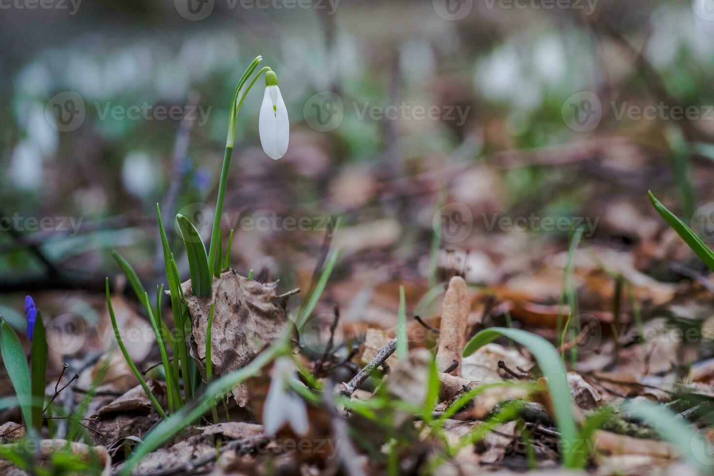 galanto, campanilla de febrero Tres flores en contra el antecedentes de arboles foto