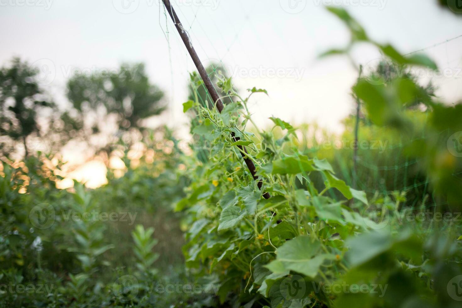 ucumber on a bush among the leaves. Cucumber on the background of the garden. photo