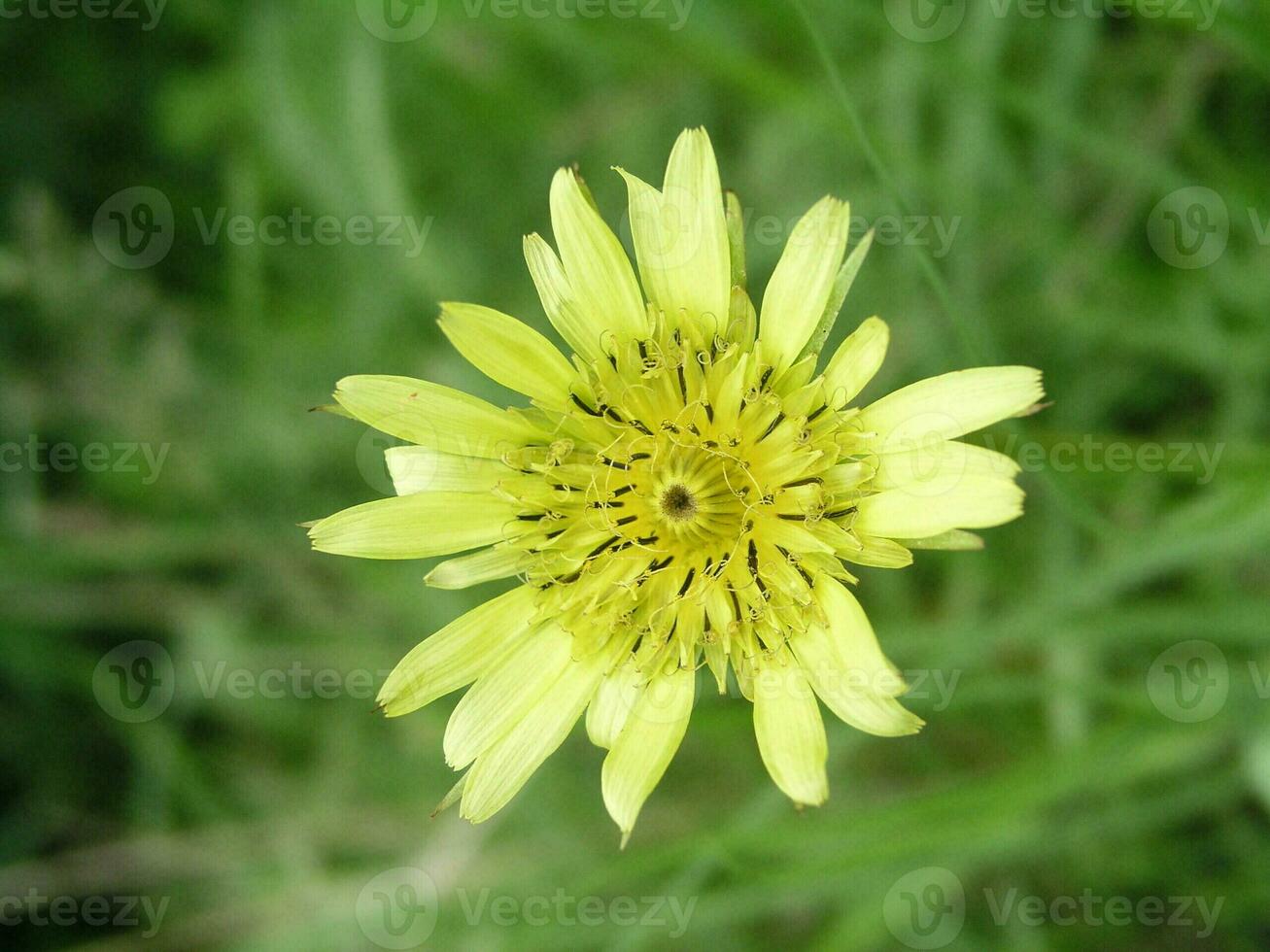 Tragopogon dubius yellow salsify plant, growing on Ukrainian coast photo