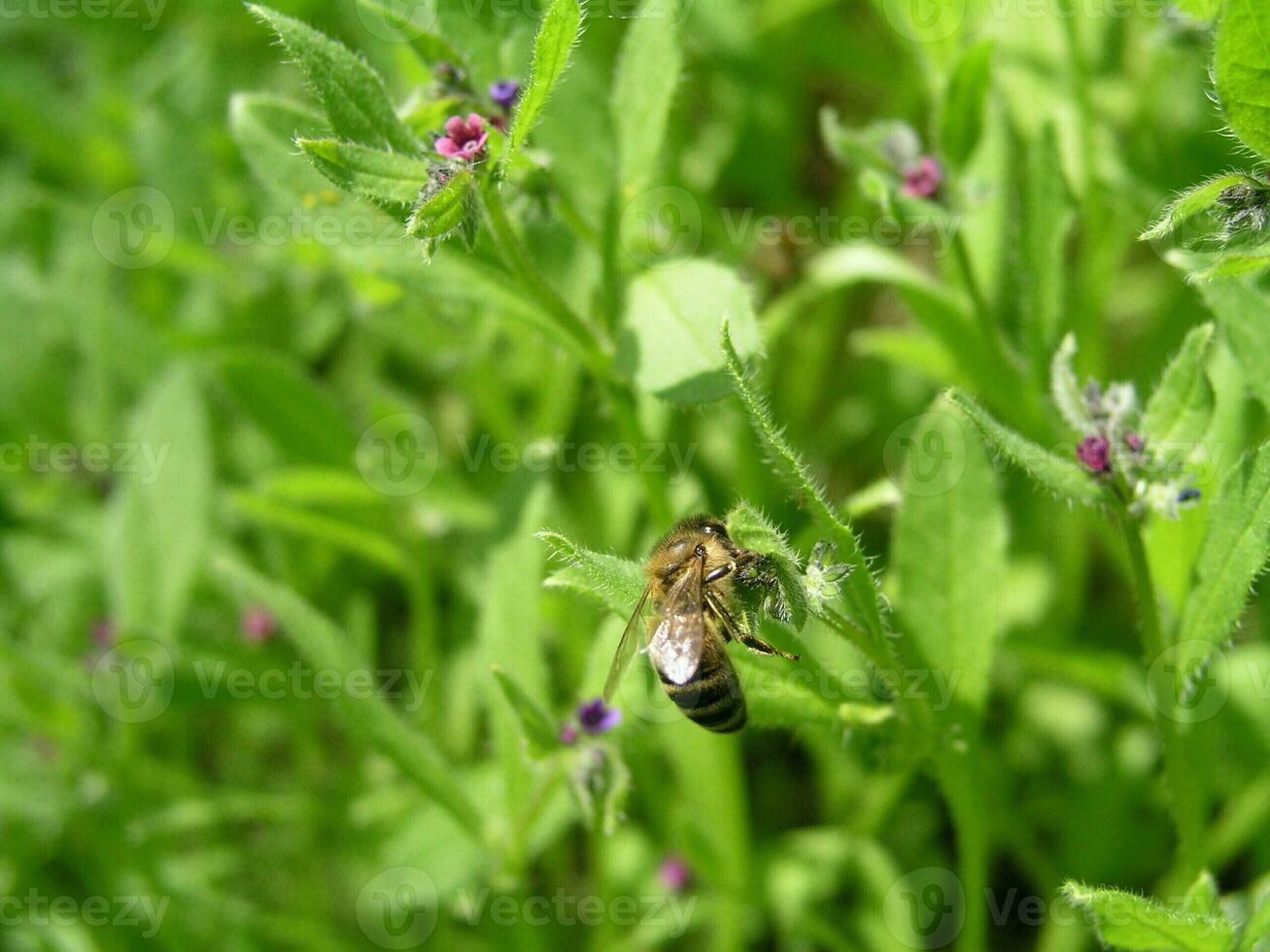 A bee collects nectar from Purple flowers lungwort in the spring photo