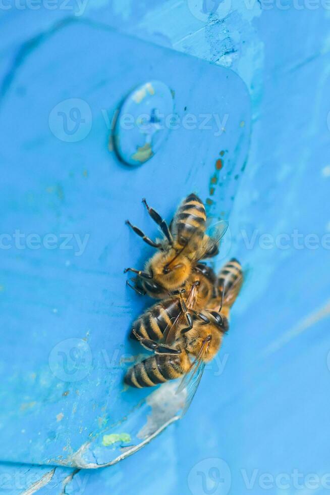 From beehive entrancebees creep out. Honey-bee colony guards on blue hive from looting honeydew. photo