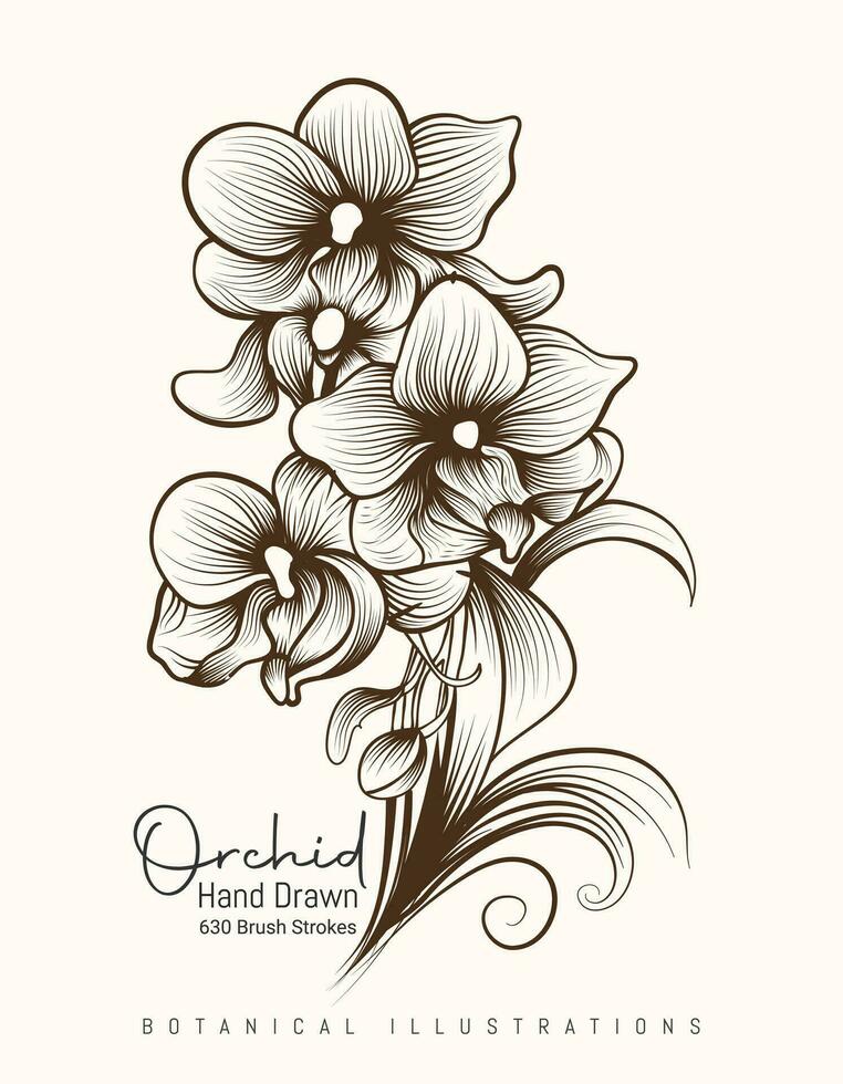 mano dibujado orquídea contorno ilustración muy detallado vector Arte