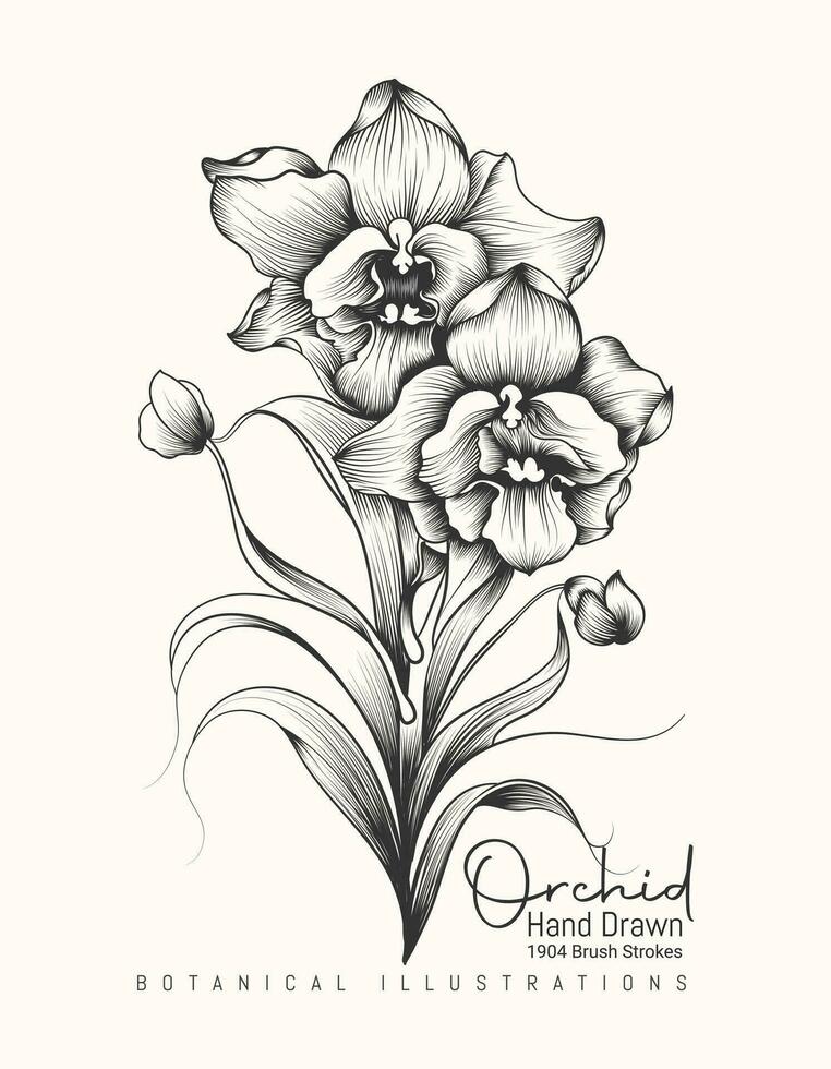 Hand drawn orchid outline illustration highly detailed vector art