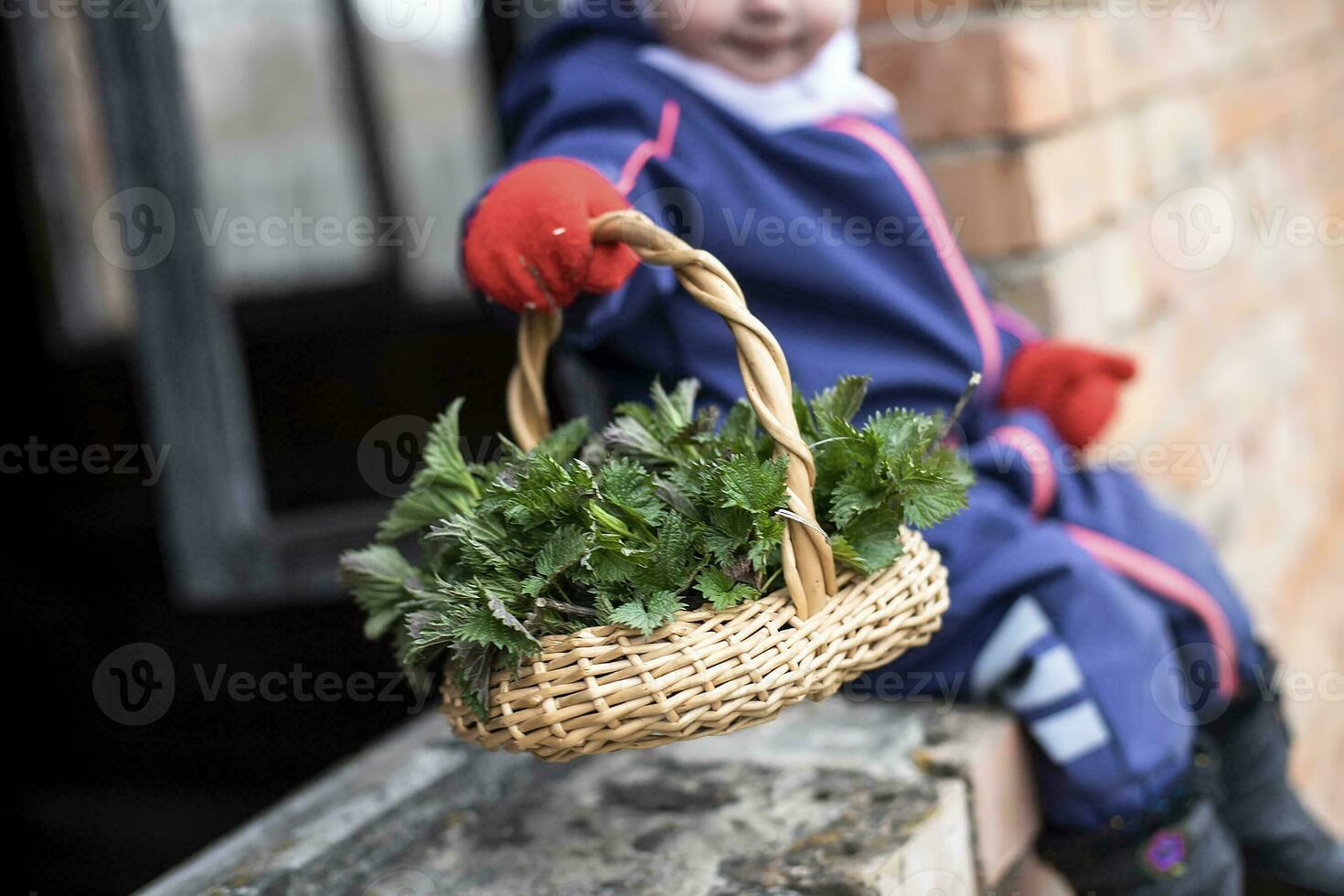Fresh nettles. Basket with freshly harvested nettle plant. Urtica dioica, often called common nettle, stinging nettle, or nettle leaf. first spring vitamins. Ingredient of vitamin salad. photo