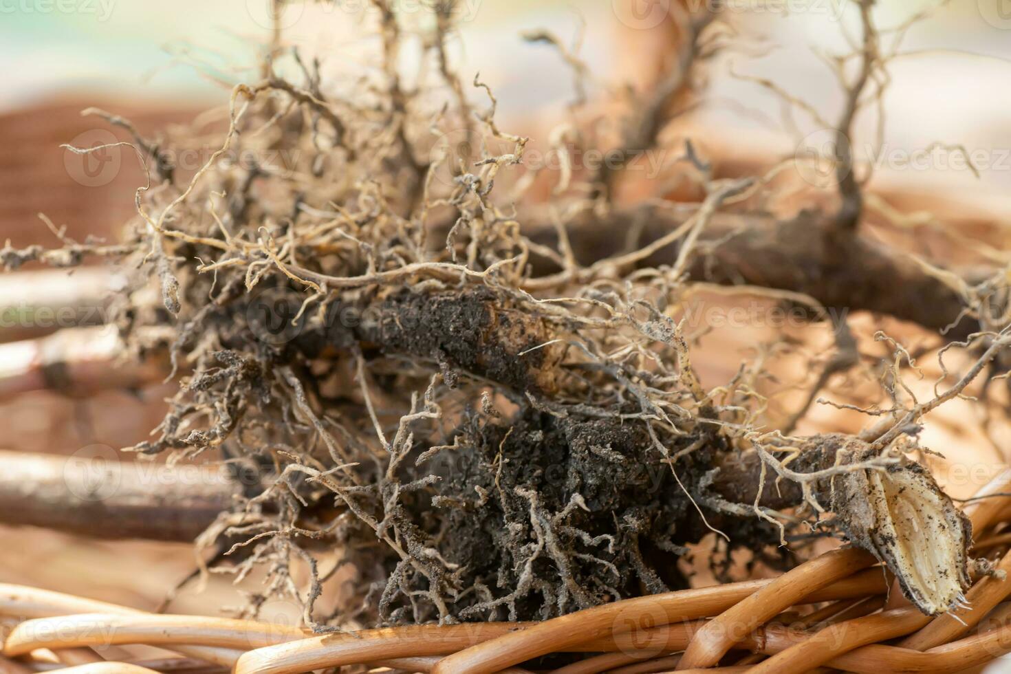 Valerian roots close-up. Collection and harvesting of plant parts for use in traditional and alternative medicine as a sedative and tranquilizer. Ingredients for the preparation of herbal medicines. photo