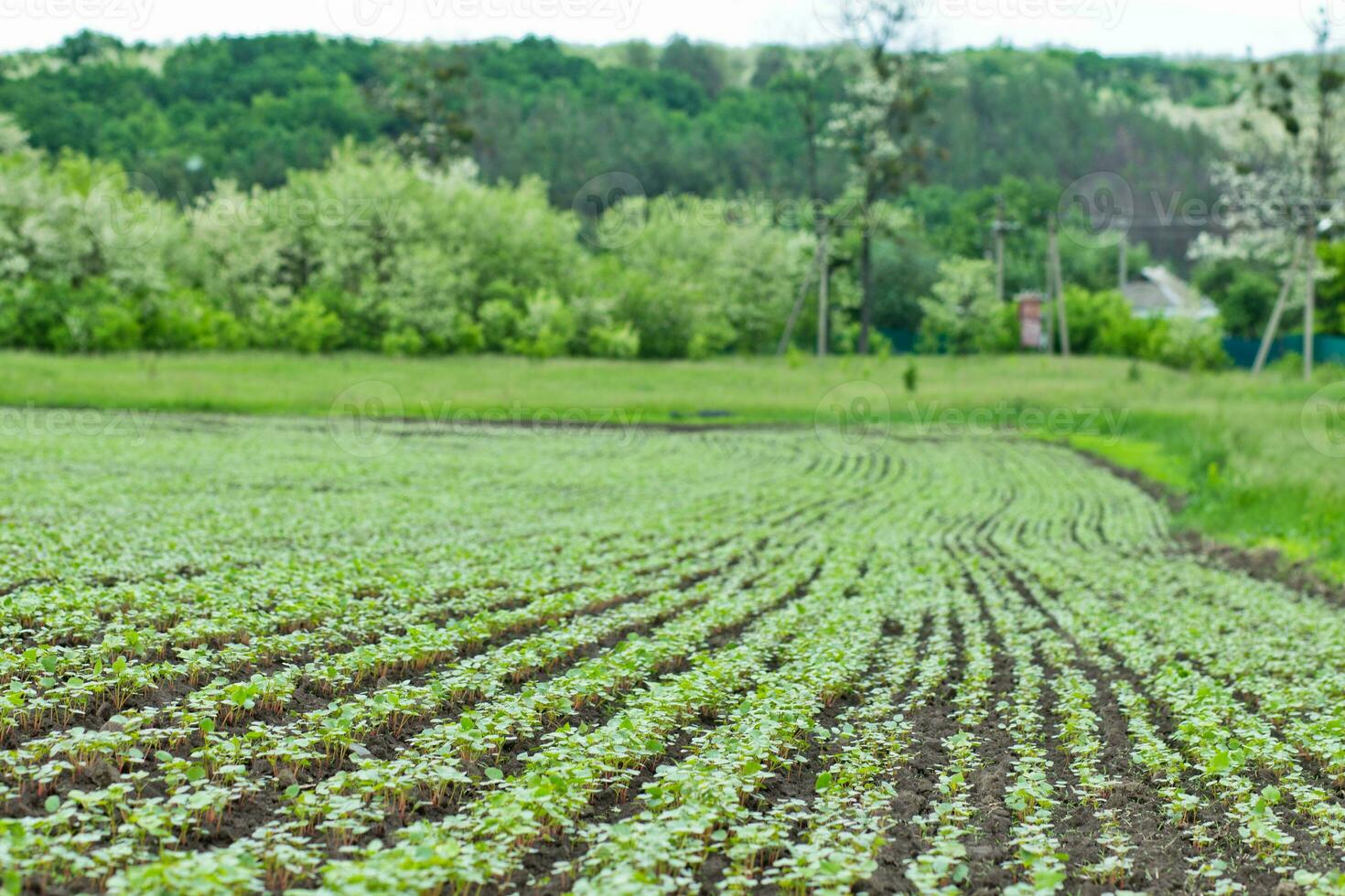 Field of sprout buckwheat on background of sky. Buckwheat, Fagopyrum esculentum, Japanese buckwheat and silverhull buckwheat on the field. photo