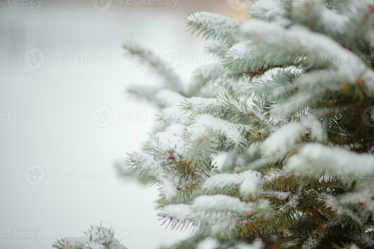 Snow-covered Christmas tree in the city. The landing of young firs. Poaching felling of firs Spruce treated with toxic chemicals. New Year's and Christmas. photo