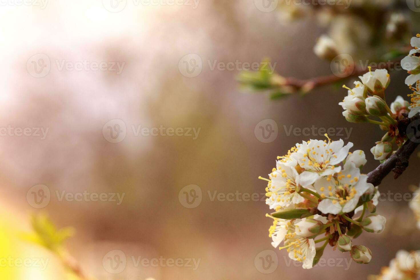 Flowers of Cherry plum or Myrobalan Prunus cerasifera blooming in the spring on the branches. photo