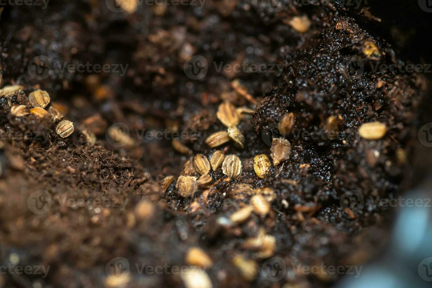 Eruca vesicaria, Rocket, arugula, garden rocket, ruchtetta, rucola, rucoli, rugula, colewort, and roquette seeds on soil close up. Sowing seeds of arugula for growing microgreen. photo