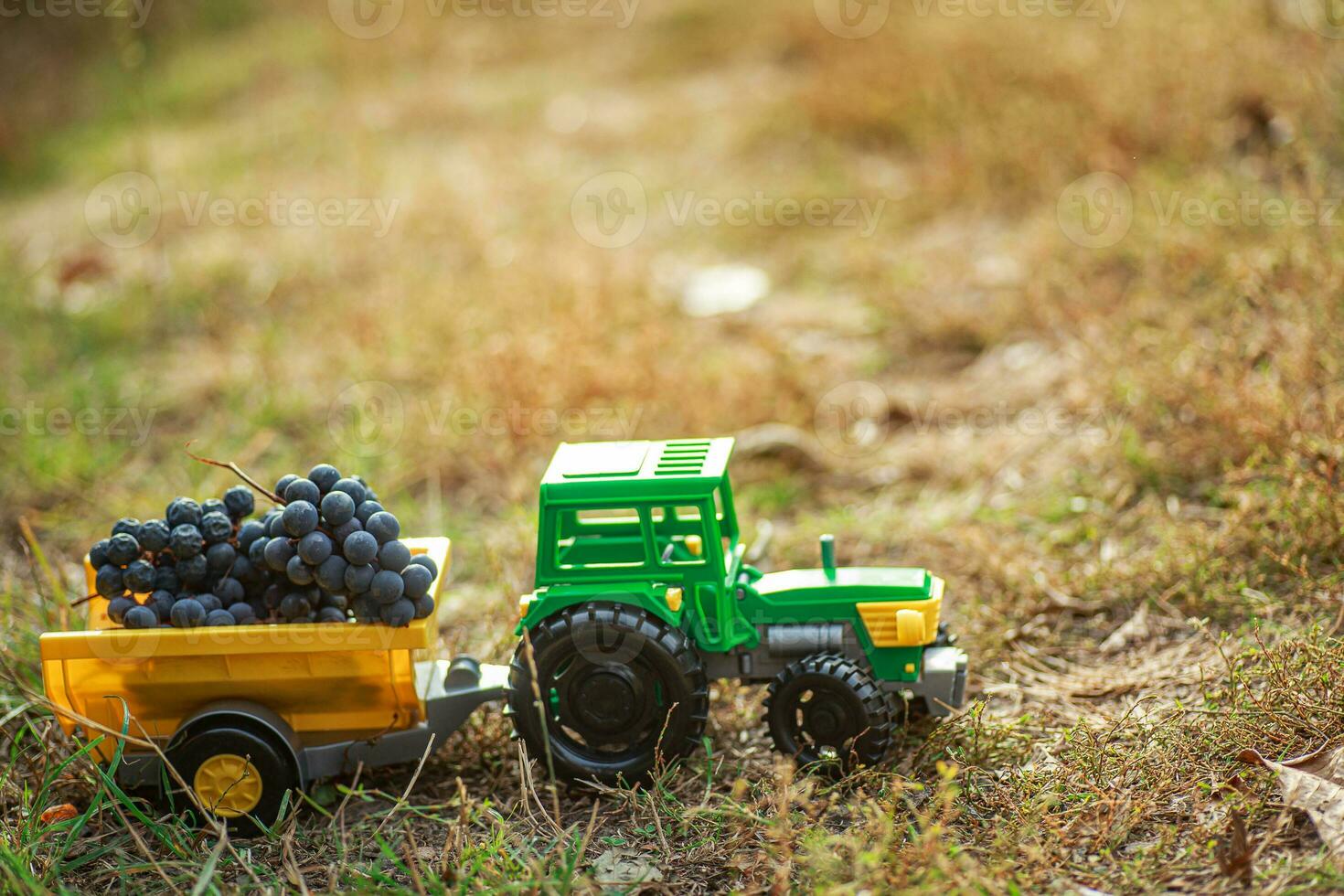 green toy tractor with trailer carries black ripe grapes. Harvesting concept photo