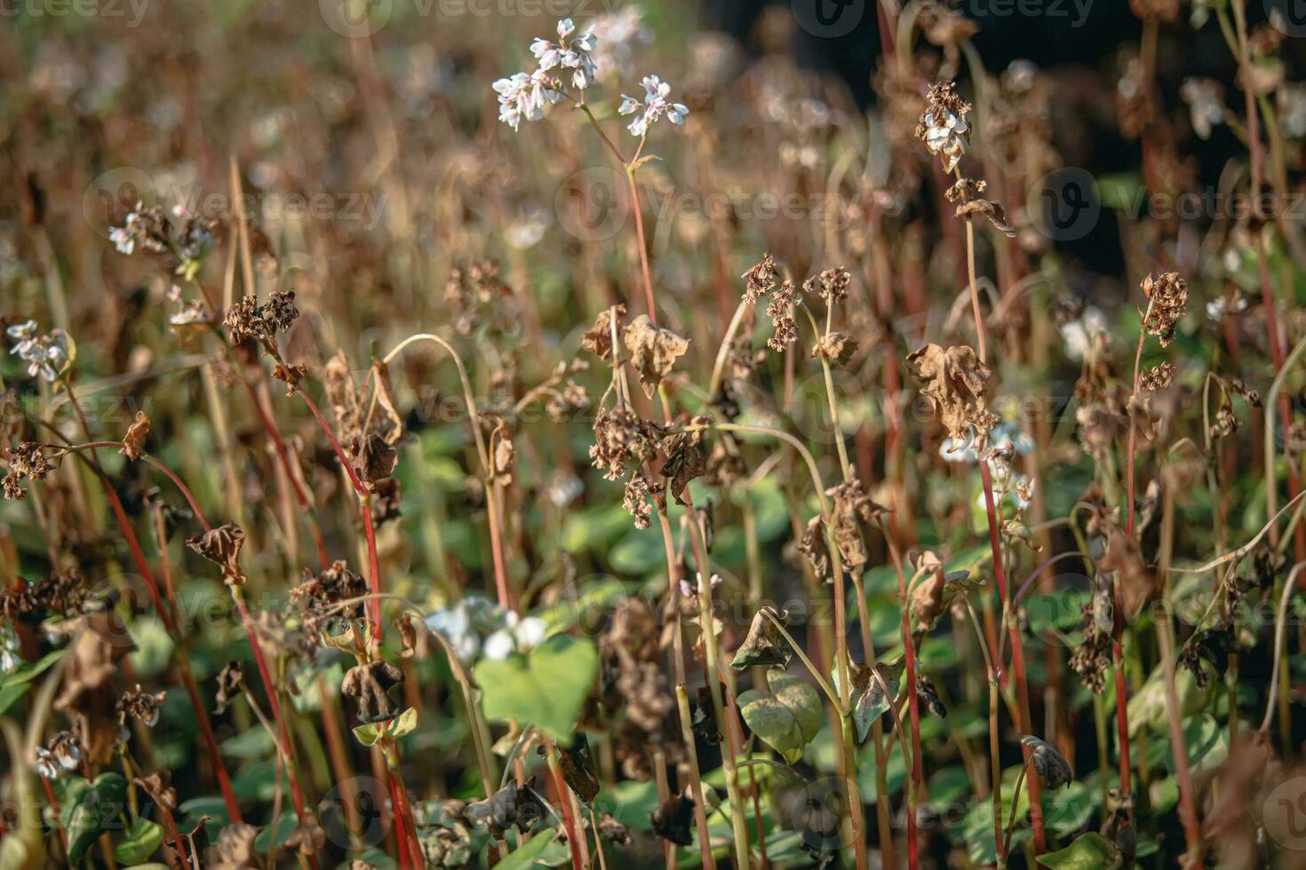 Buckwheat after frost. Frozen leaves and flowers of Buckwheat. Plants after sharp cold snap. Dead parts of plants after frost. destroyed crops, collapse of business. Problems of agronomy photo