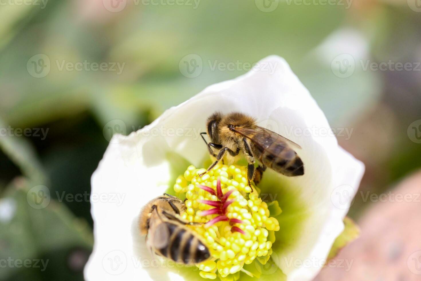 Honey bee collects nectar and pollen in early spring from hellebore, hellebores, Helleborus flowering plants in the family Ranunculaceae. photo