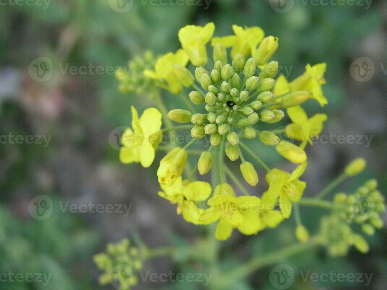 brassica  campestris Brassica campestris field mustard, bird rape, keblock, and