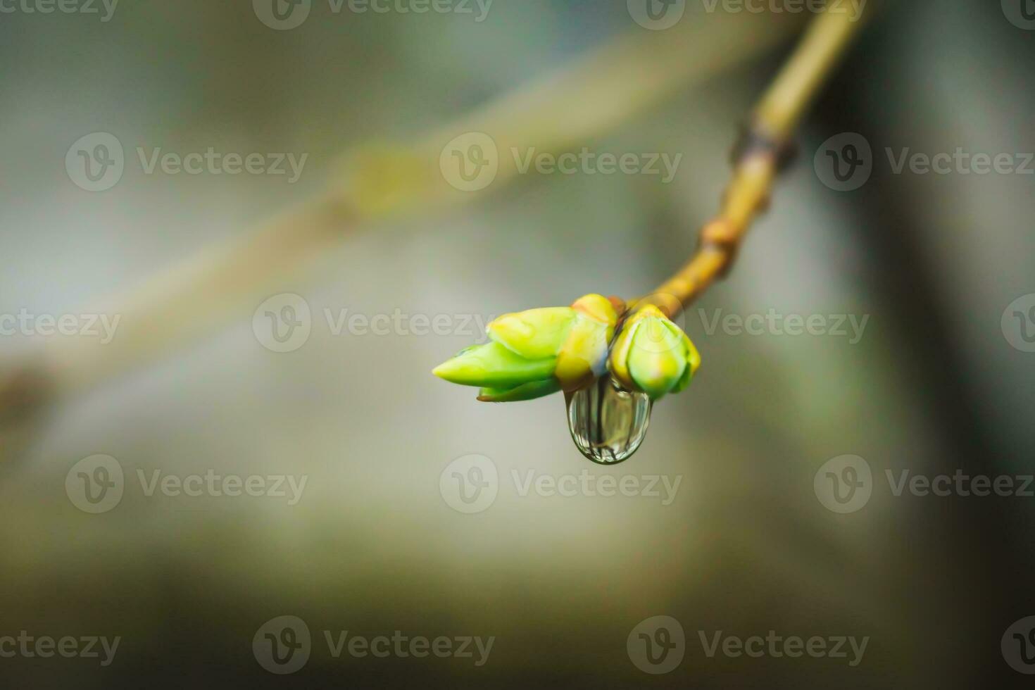 Branches of lilac buds after the rain. Raindrops on the branch. photo
