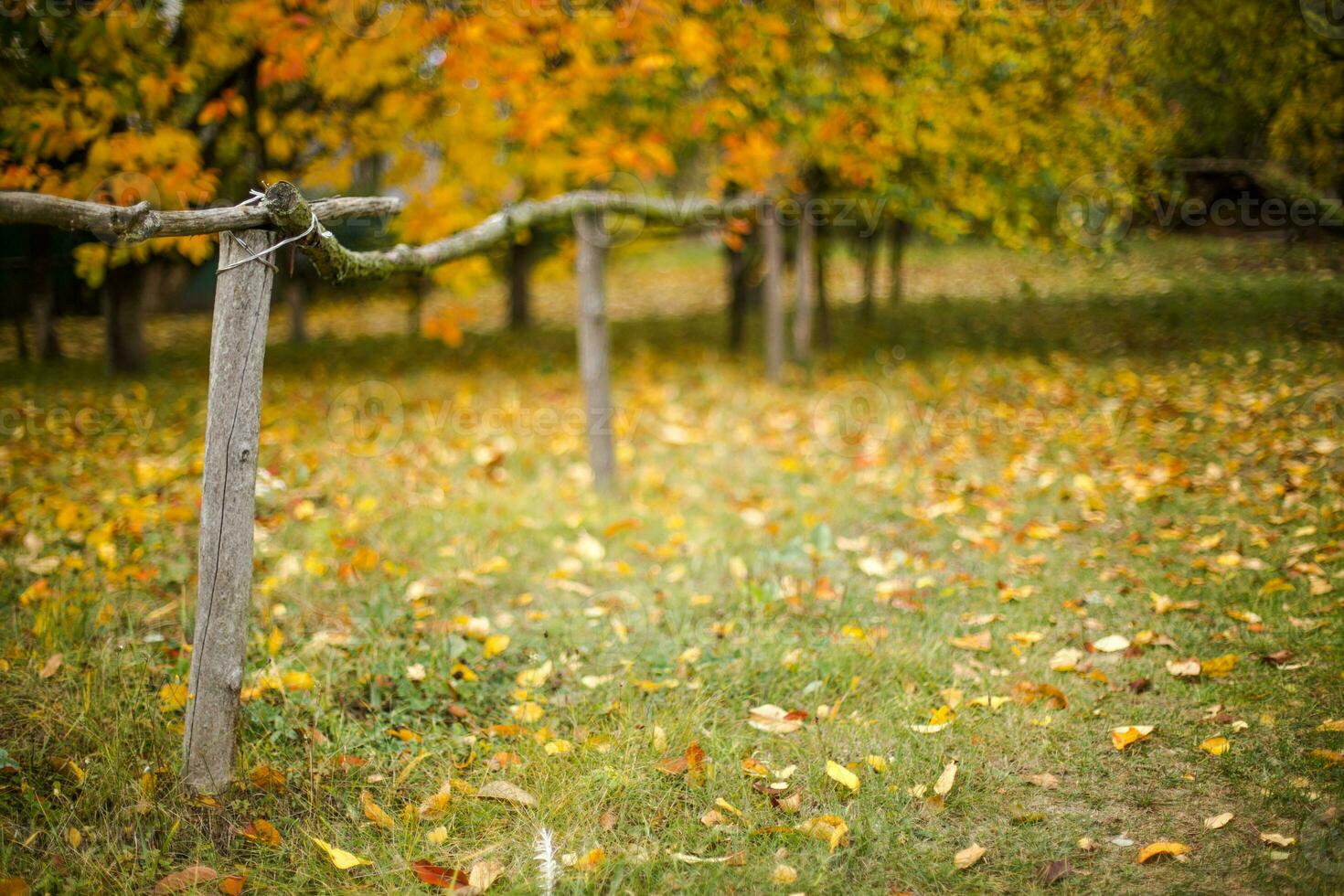 Autumn in the village. Wooden fence on a background of yellow trees. photo
