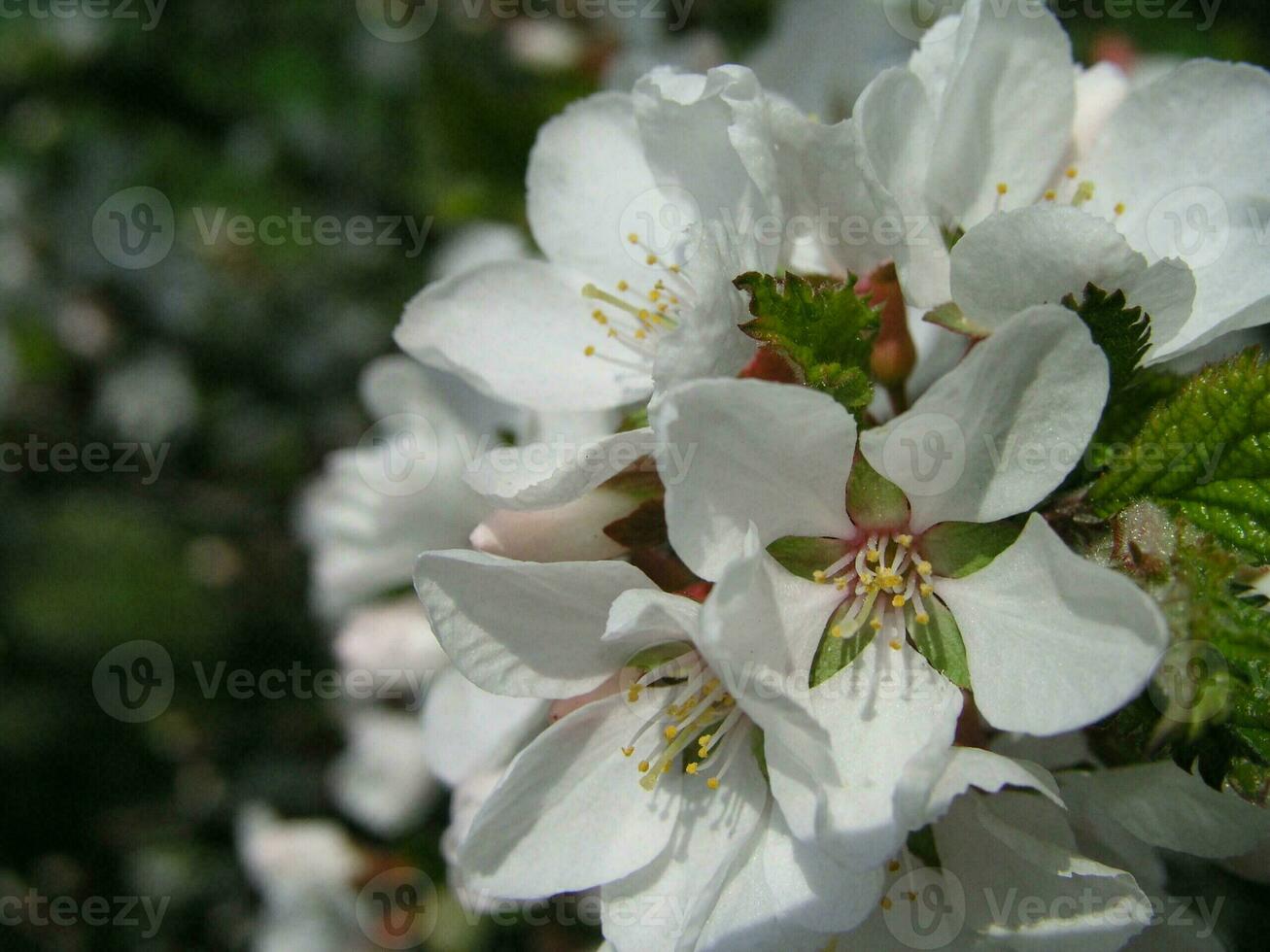 prunus tomentosa flores en el parque en primavera arbustos varios F foto