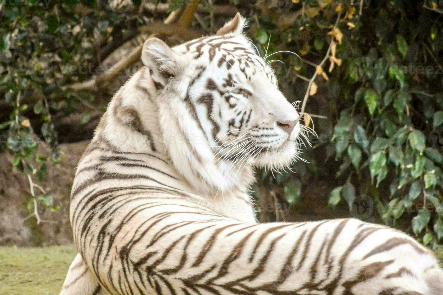 a white tiger laying on the ground photo