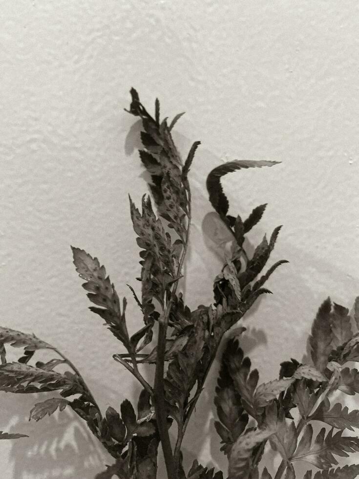 Leaves of plants on a wall background, neutral light, black-and-white close-up photo