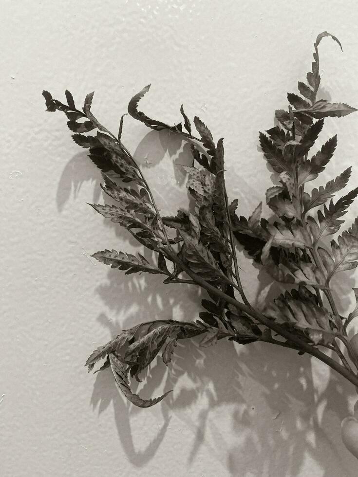 Leaves of plants on a wall background, neutral light, black-and-white close-up photo