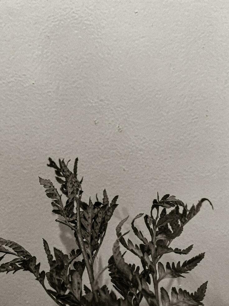 Leaves of plants on a wall background, neutral light, black-and-white close-up photo