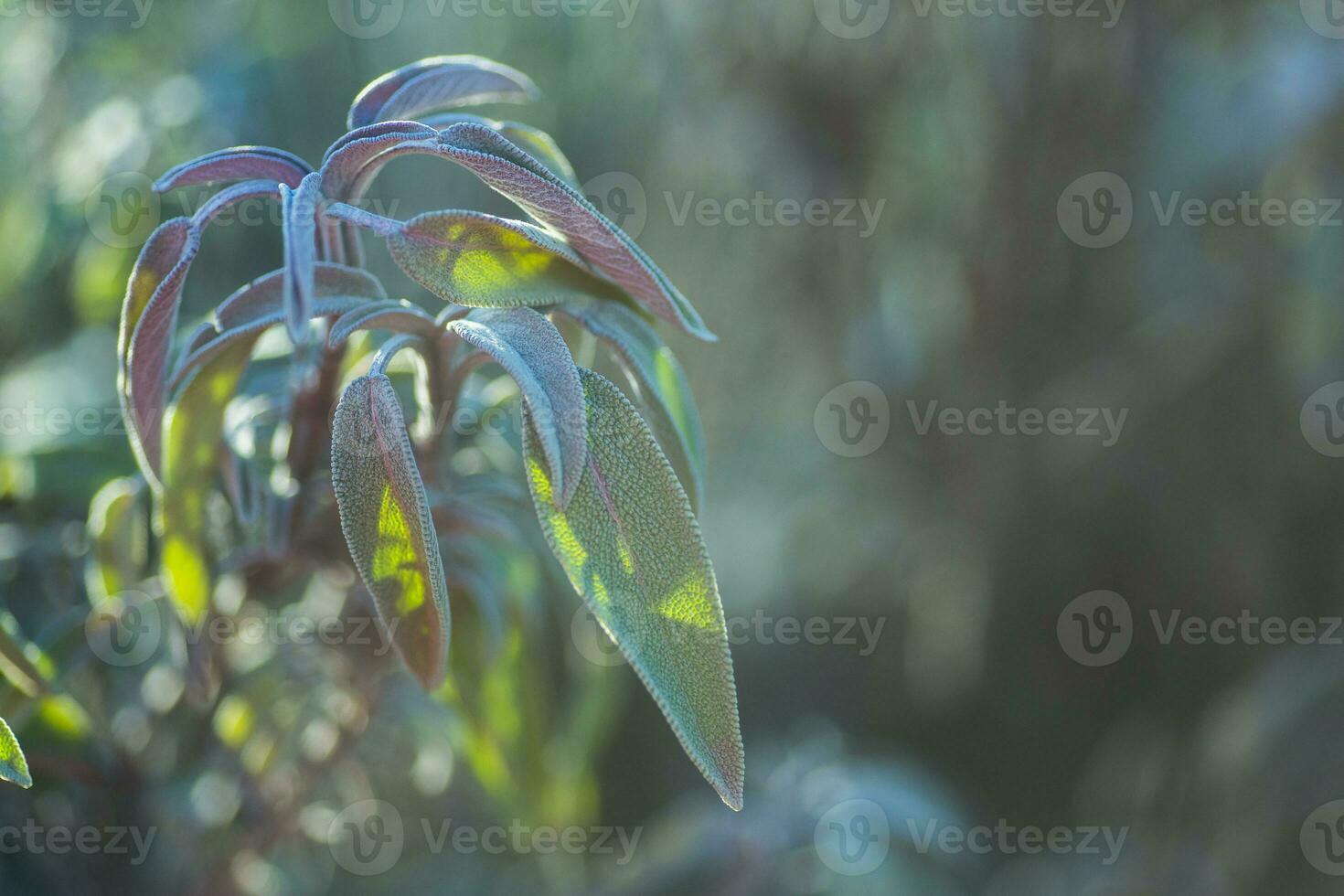 leaves of sage are covered with ice crystals. Frost on the grass. First frosts. Cold season. Fall cold. Natural background. photo