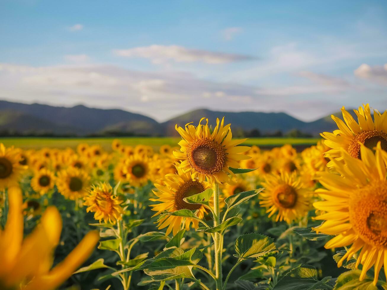 View of the sunflower filed with mountain background photo