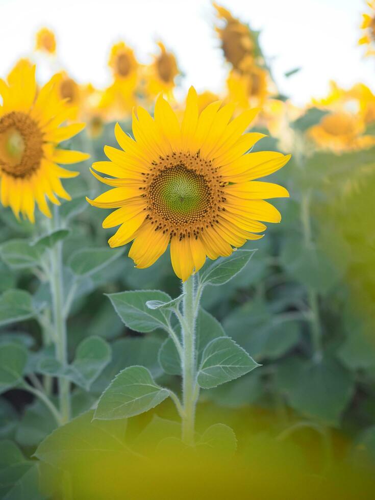 Close up sunflower in the sunflower filed photo