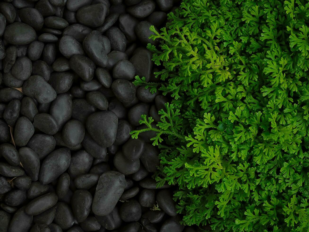 Green fern leaf and black rock texture for natural background photo