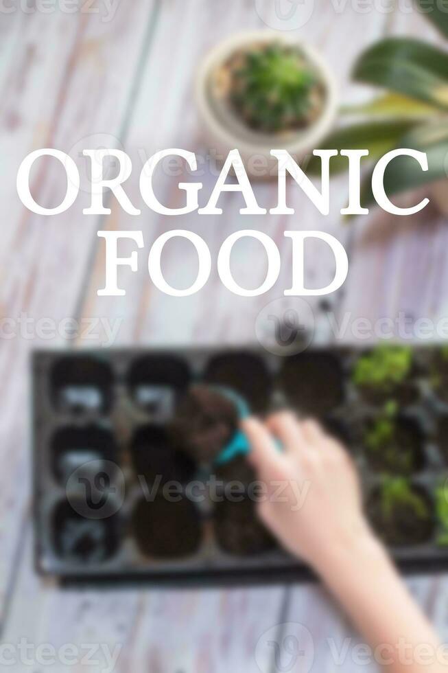 Text ORGANIC FOOD. Child's hand with toy shovel pouring earth into seedling pots. Growing vegetables for garden. Germination of seeds in greenhouse. photo