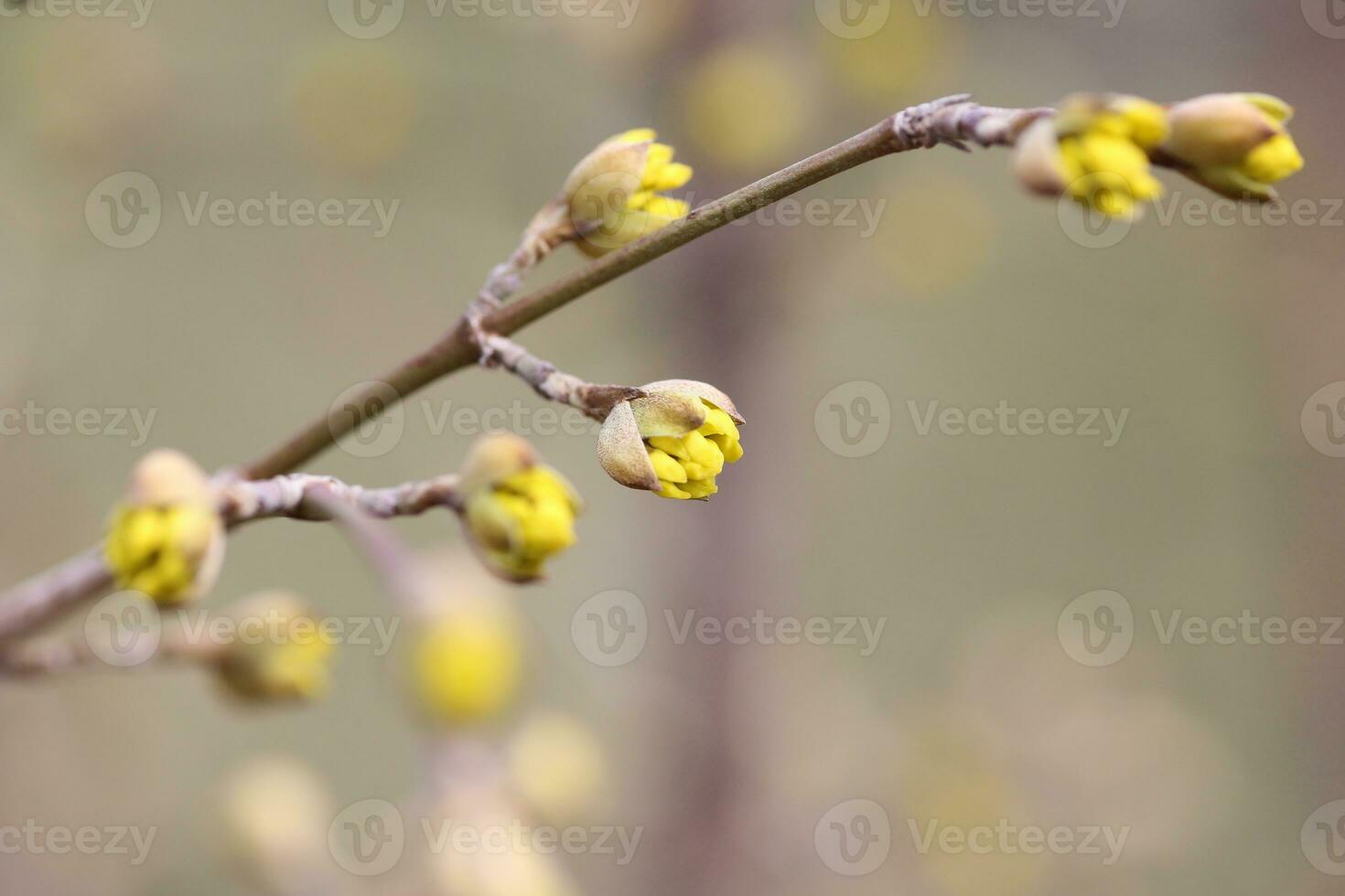 Cornus officinalis view photo