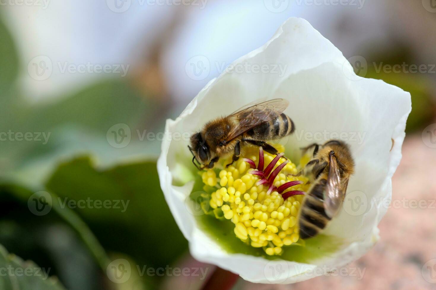 Honey bee collects nectar and pollen in early spring from hellebore, hellebores, Helleborus flowering plants in the family Ranunculaceae. photo