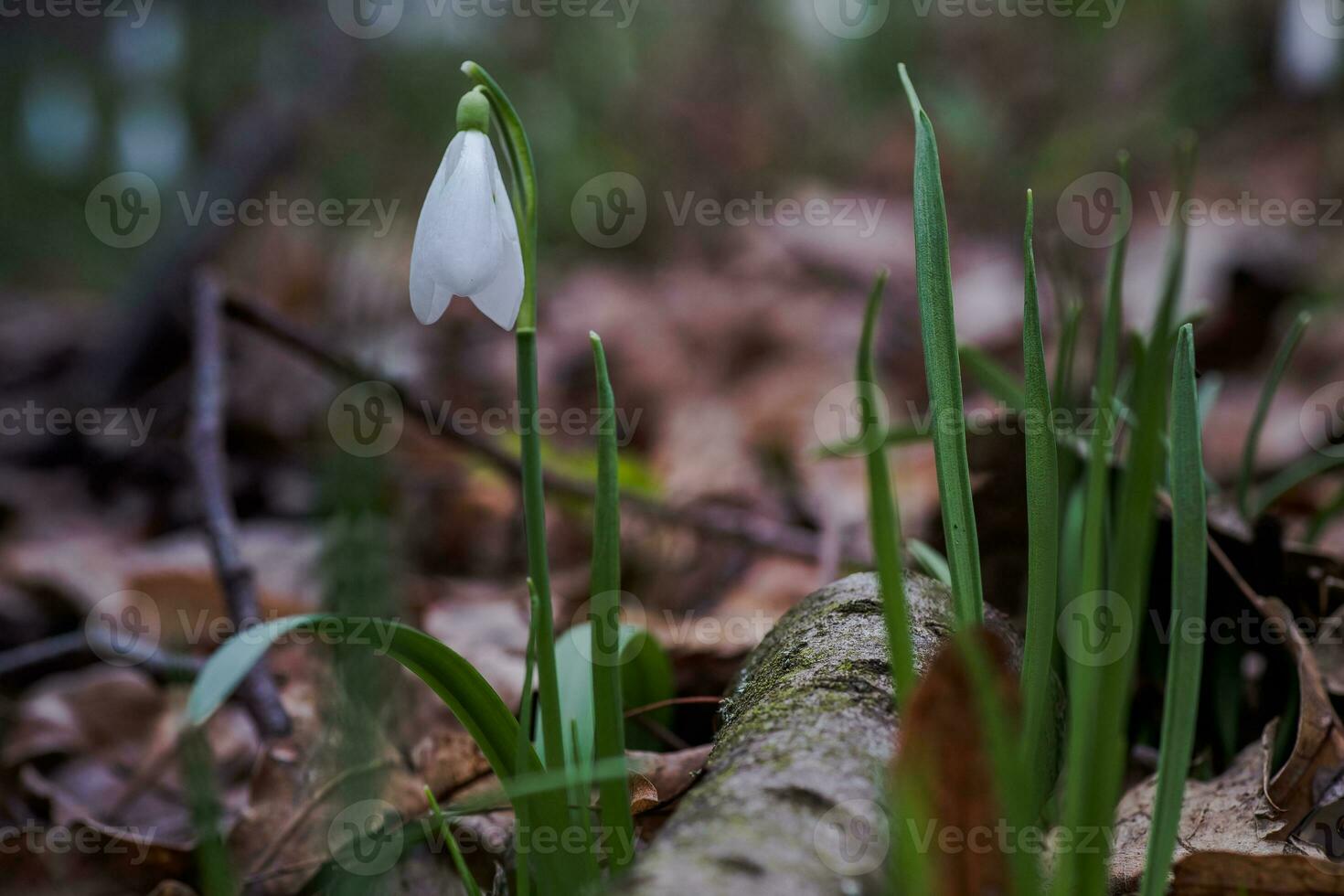 galanto, campanilla de febrero Tres flores en contra el antecedentes de arboles foto