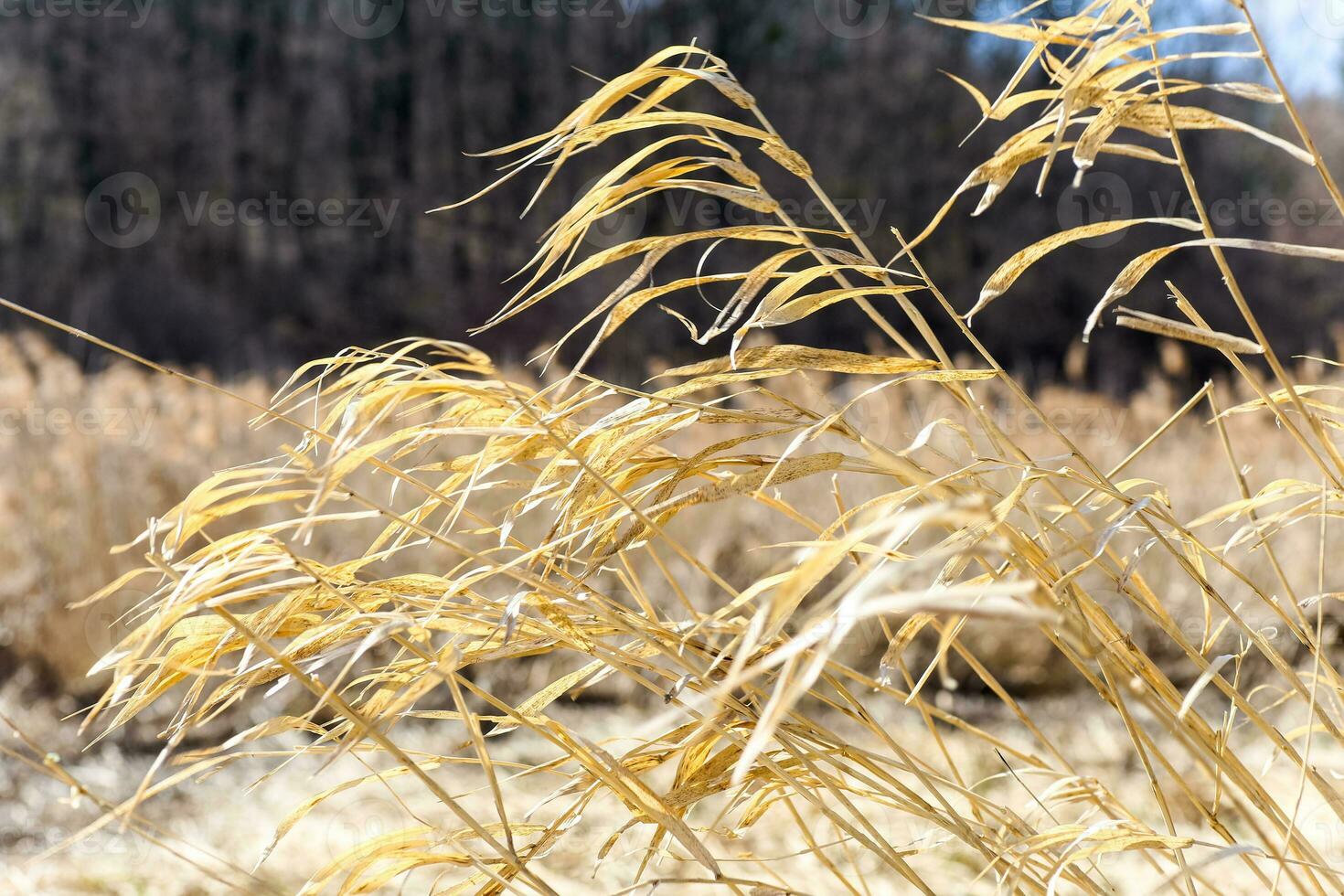 Dry reeds in the swamp photo