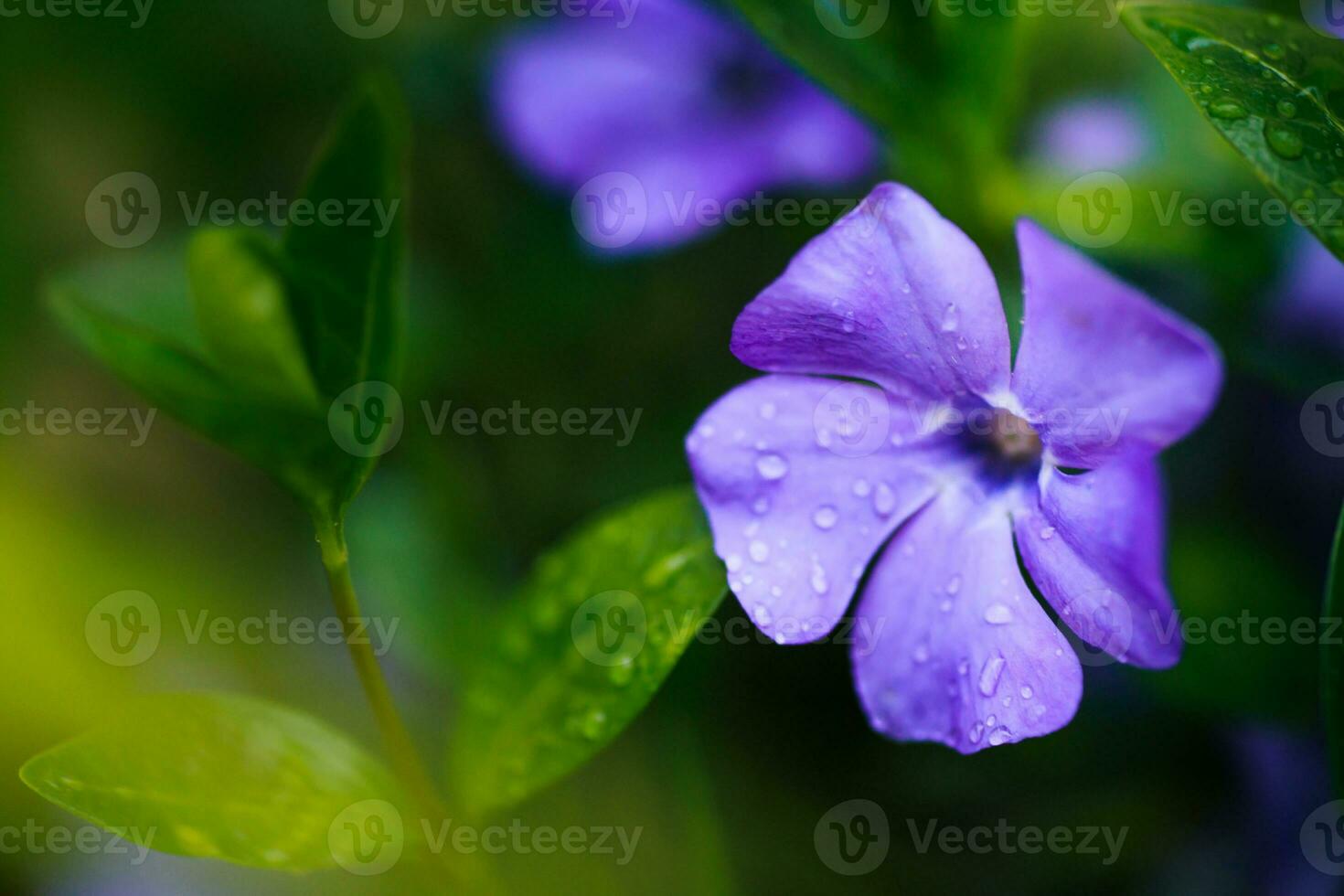 Purple Vinca, periwinkle flower. Natural background with spring flower. Periwinkle after the rain close-up. photo