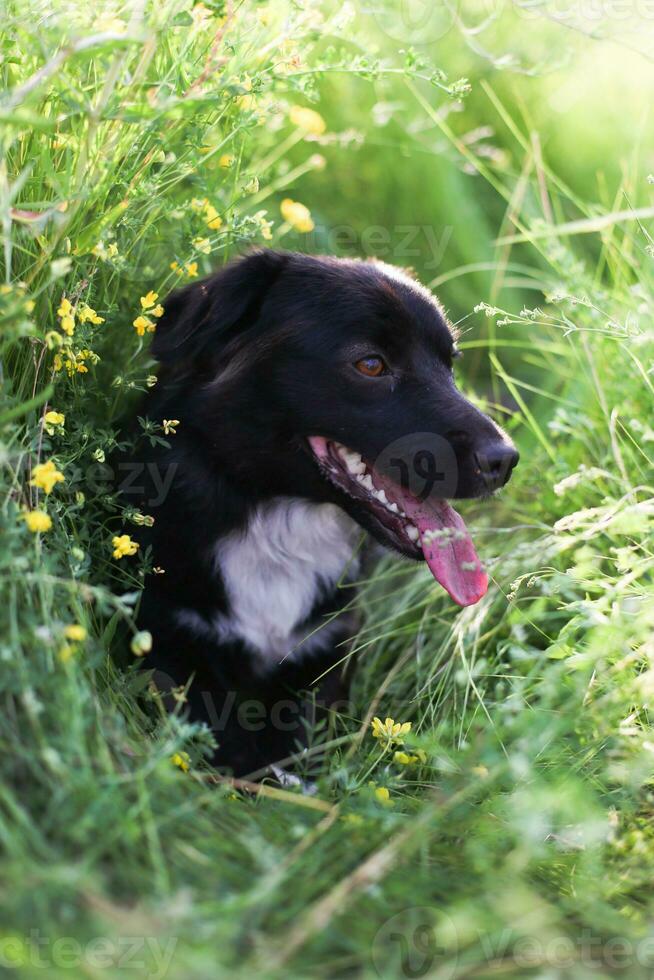 Black mongrel dog with a white breast hid in the grass. Dog on summer walk among meadow grasses and yellow flowers. Hot dog and she nominated tongue photo