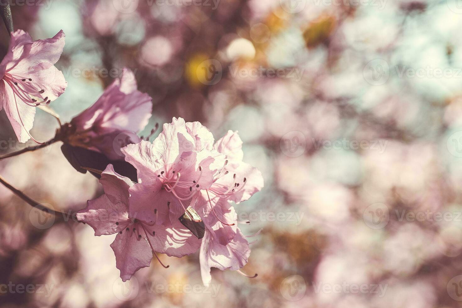 Branch with azaleas flowers against background of pink blurry colors and blue sky. photo