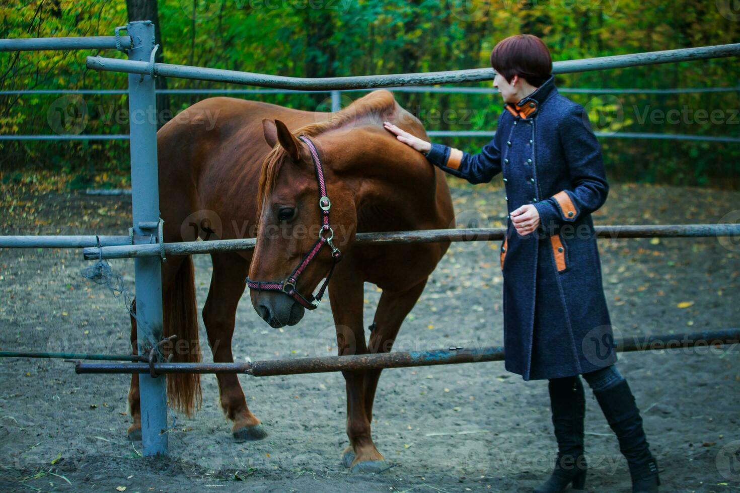 A woman is stroking a bay horse. The horse turned away from the woman trying to stroke him. photo