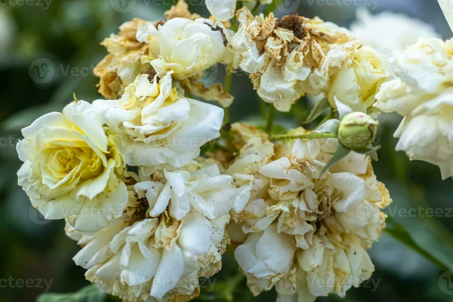 The rose is white with withgrained yellowed petals. Bush rose in a flower bed withering with undisturbed ugly flowers photo