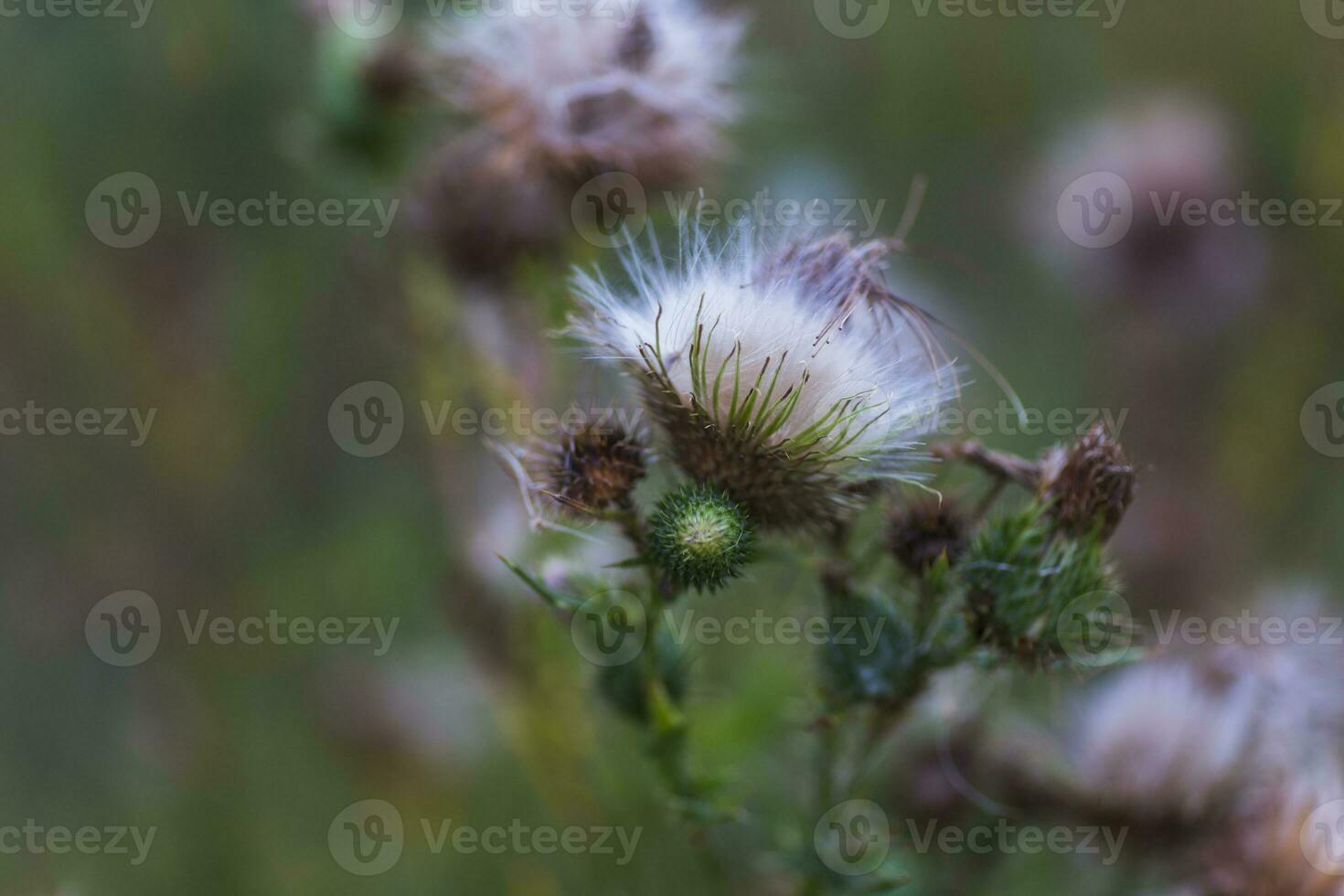 Dried inflorescences and Fluffy seeds thistle flower on a green background. Medicinal plant ecologically clean area. Floral background. photo