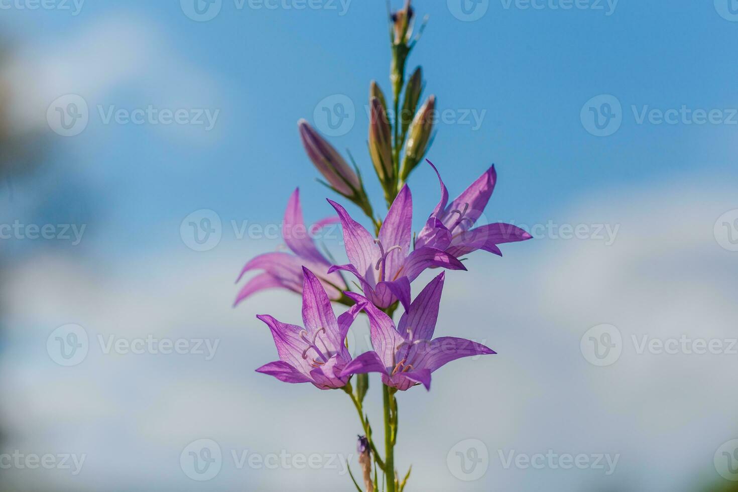 Campanula rapunculoides, creeping bellflower, rampion bellflower, against the sky. Violet flowers and buds of campanula on field. photo