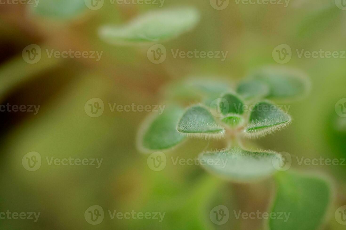 Green fluffy leaves of Aichryson, a tree of love close-up. is genus subtropical plants, mostly native to Canary Islands. Natural background for screensaver photo