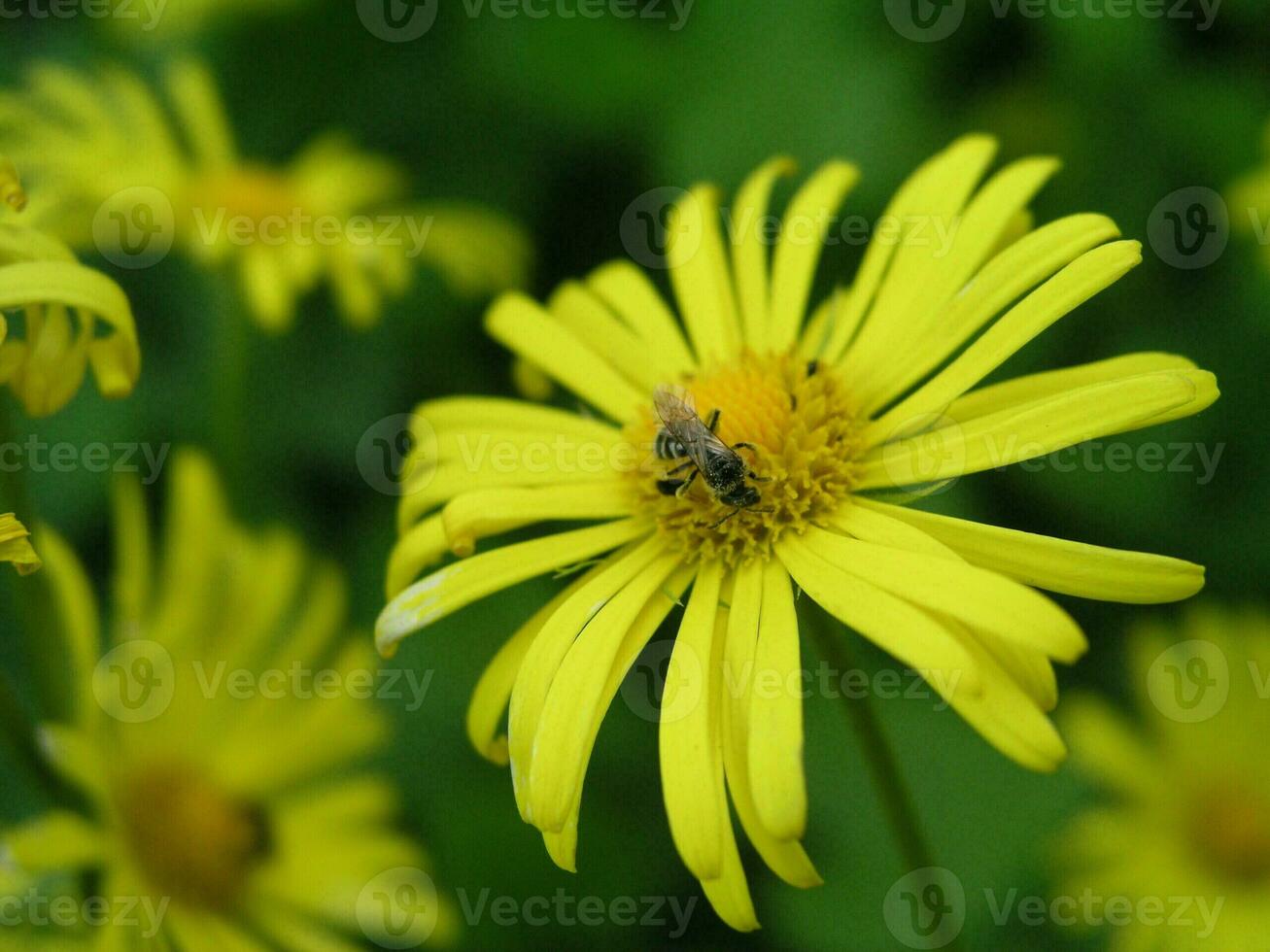 A bee collects nectar from a yellow flower Doronicum grandiflorum in the month of May. Honey plants Ukraine. Collect pollen from flowers and buds photo