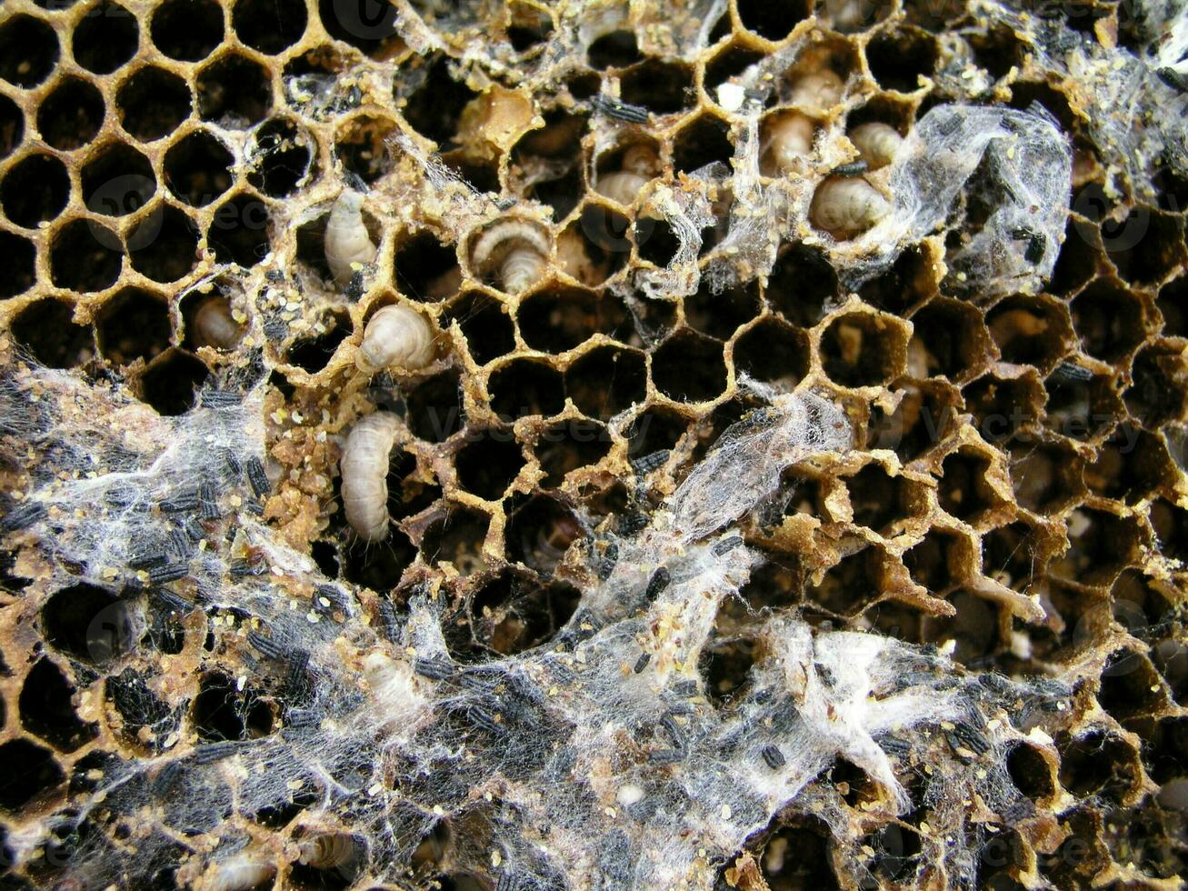 Wax moth larvae on an infected bee nest. The family of bees is sick with a wax moth. photo