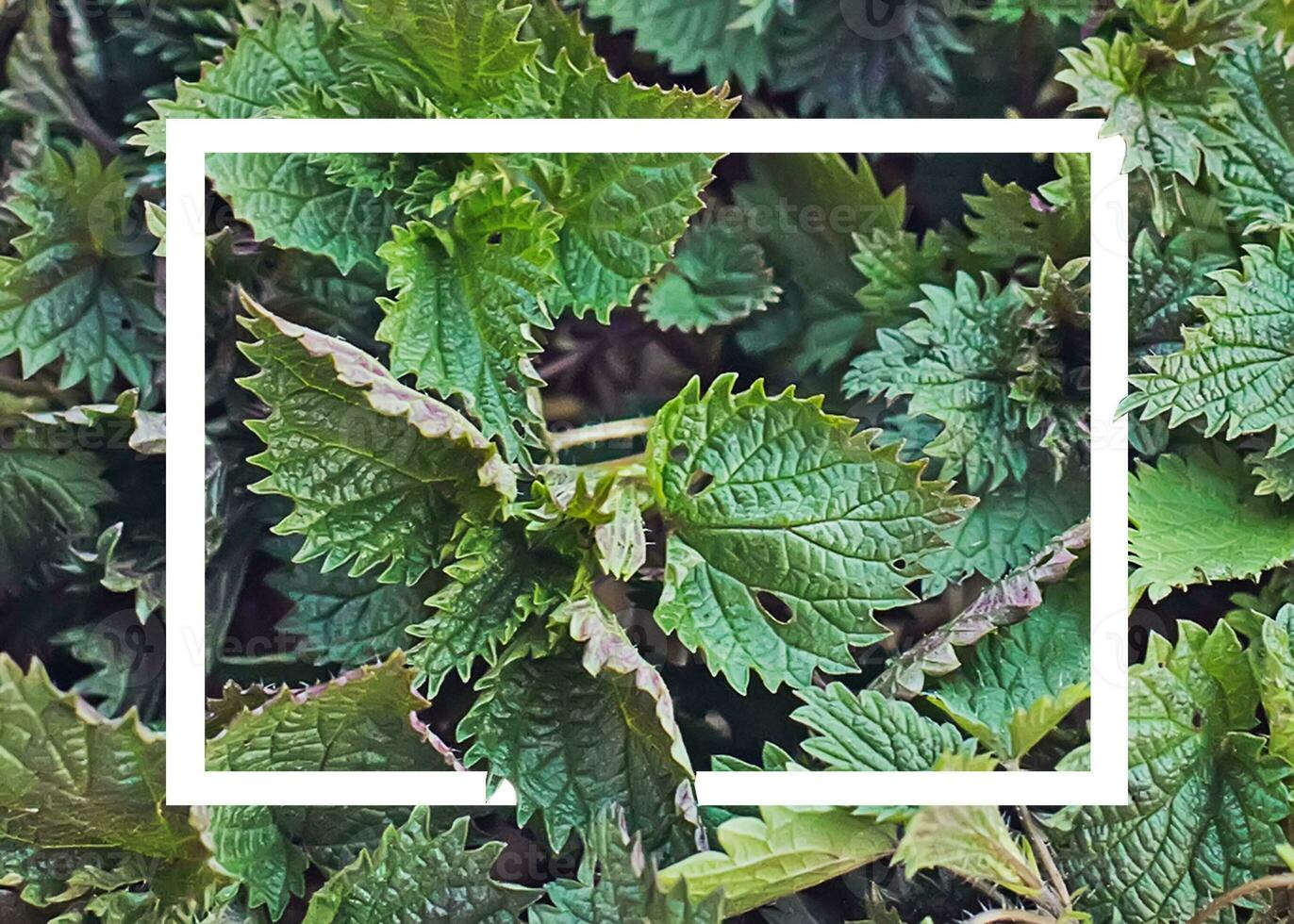 Collected in an environmentally friendly place nettles. Nettle bush in a wicker basket like heart. Place for text. Copy space photo