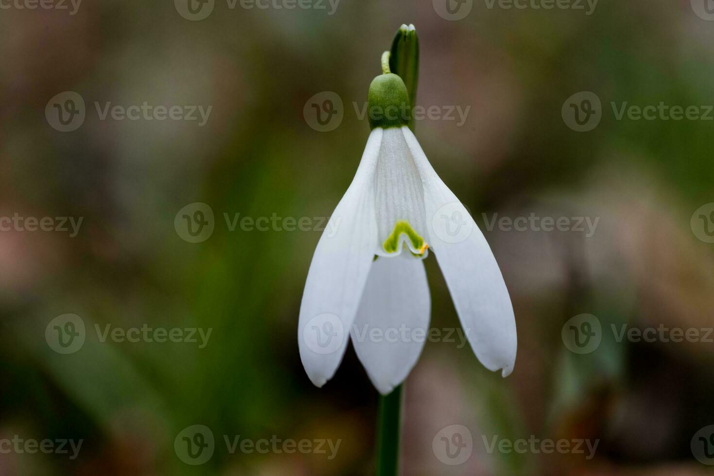 Galanthus, snowdrop three flowers against the background of trees. photo