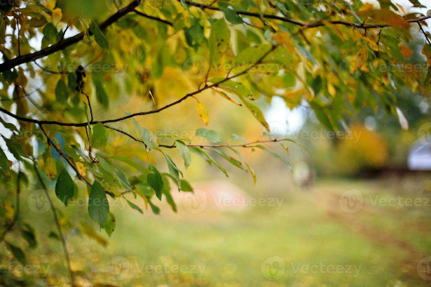 Dirt road covered with yellow autumn leaves photo